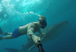 Swim with Whale Sharks